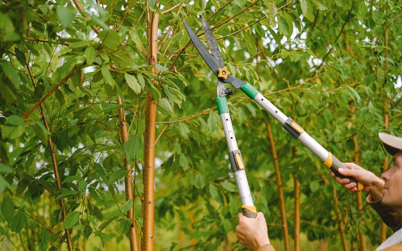 Tree trimming in Lake Village, IN